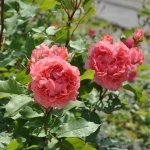 Corail Gelée / Корал желе